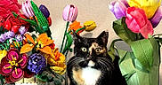 Paige is registered to the contest to win money with this photo: artificial_flowers, bouquet, cat, closeup, colorful, curious, decor, feline, flowers, home, indoor, leaf, nature, pet, plant, sitting, table, tortoiseshell_cat, vase, whiskers