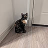 Paige is registered to the contest to win money with this photo: alert, animal, calm, cat, corner, cute, domestic_cat, door, ears, feline, flooring, indoor, looking, pet, quiet, shadow, sitting, tortoiseshell_cat, white_wall, wooden_floor