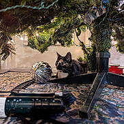 Paige is registered to the contest to win money with this photo: animal, carpet, cat, christmas_lights, christmas_tree, curious, decoration, festive, floor, greenery, hiding, holiday, home, indoor, ornament, pet, tortoiseshell_cat, toy_train, train_track, tree_stand