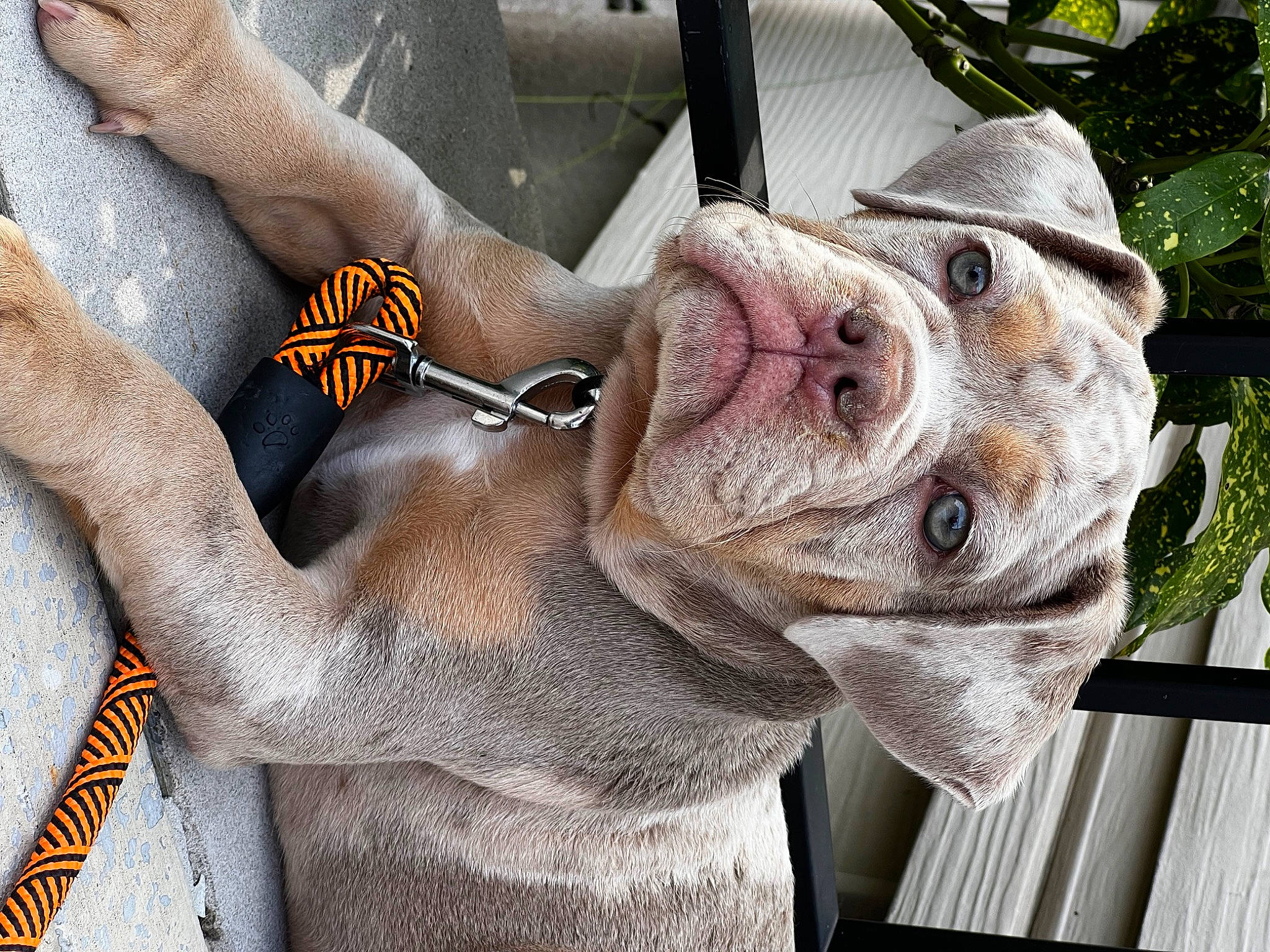 Dutch is registered to the contest to win money with this photo: canidae, carnivore, collar, companion_dog, dog, dog_breed, dog_collar, dog_supply, fashion_accessory, fawn, leash, liver, non_sporting_group, pet_supply, plant, snout, sporting_group, whiskers, working_animal, wrinkle