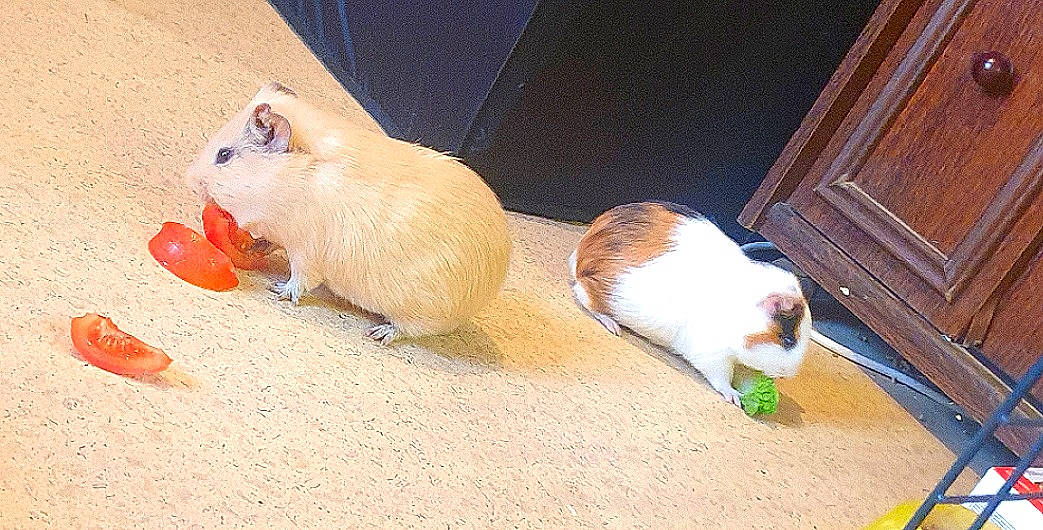 Pouic Et Sa Copine Linette