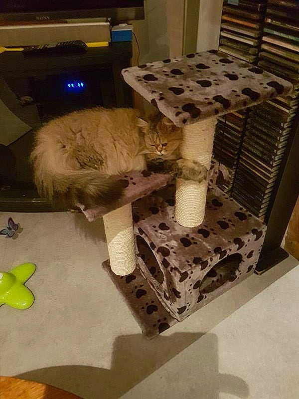 Moïra a rejoint le concours — aidez-le/la à gagner de superbes lots ! cardboard, cat, felidae, paper_product, small_to_medium_sized_cats