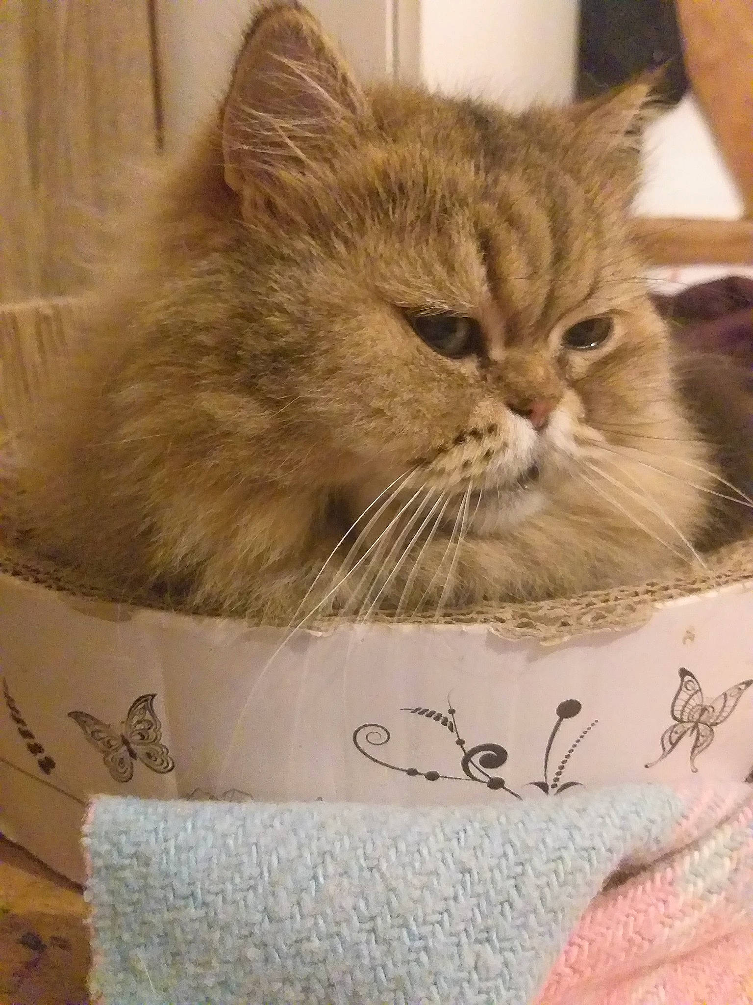 Moïra a rejoint le concours — aidez-le/la à gagner de superbes lots ! asian, british_longhair, british_semi_longhair, carnivore, cat, domestic_long_haired_cat, domestic_short_haired_cat, european_shorthair, fawn, felidae, kitten, maine_coon, mammal, norwegian_forest_cat, persian, ragamuffin, siberian, small_to_medium_sized_cats, whiskers