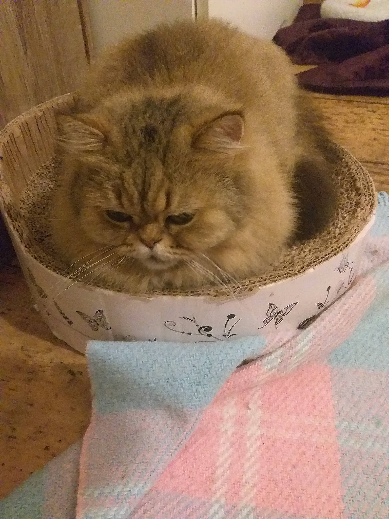 Moïra a rejoint le concours — aidez-le/la à gagner de superbes lots ! british_longhair, british_semi_longhair, carnivore, cat, cat_supply, domestic_long_haired_cat, fawn, felidae, fur, kitten, mammal, persian, small_to_medium_sized_cats, whiskers