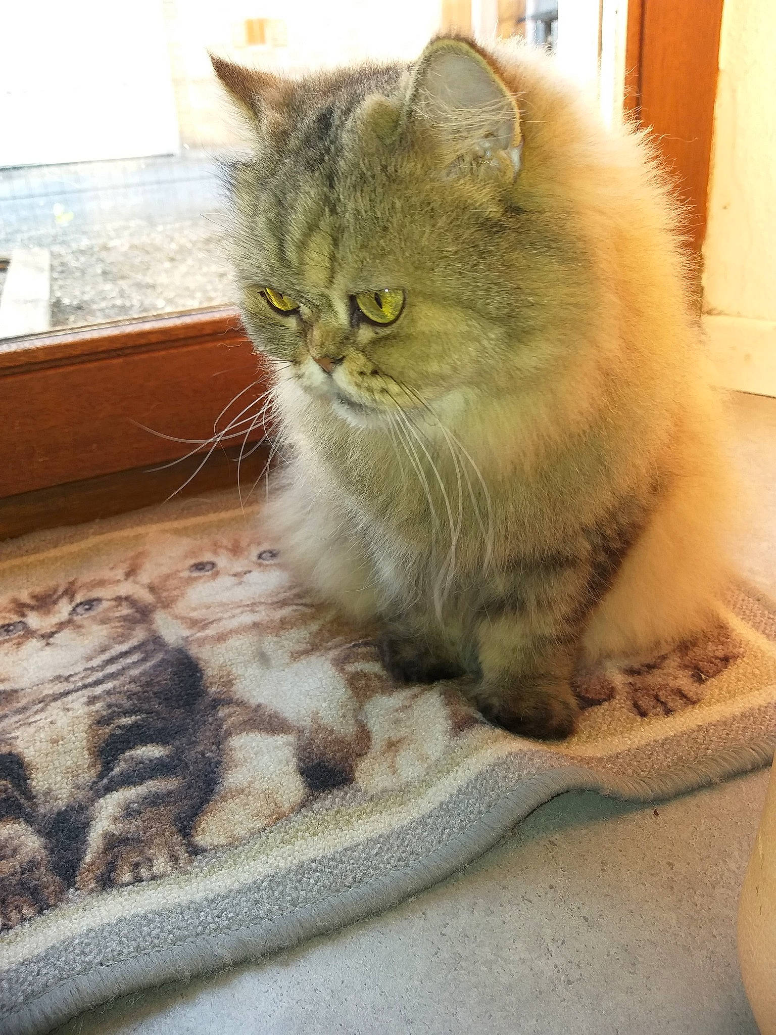 Moïra participe au concours pour gagner de l'argent avec cette photo : asian, asian_semi_longhair, british_longhair, british_semi_longhair, british_shorthair, carnivore, cat, domestic_long_haired_cat, domestic_short_haired_cat, european_shorthair, fawn, felidae, kitten, mammal, persian, scottish_fold, small_to_medium_sized_cats, whiskers