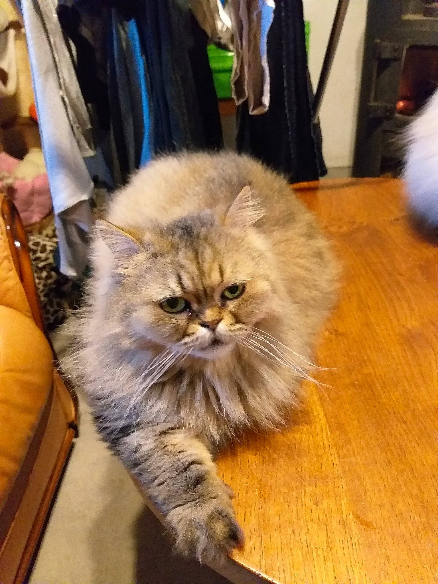 Moïra participe au concours pour gagner de l'argent avec cette photo : asian_semi_longhair, british_longhair, british_semi_longhair, carnivore, cat, domestic_long_haired_cat, fawn, felidae, fur, kitten, maine_coon, mammal, norwegian_forest_cat, persian, ragamuffin, siberian, small_to_medium_sized_cats, whiskers