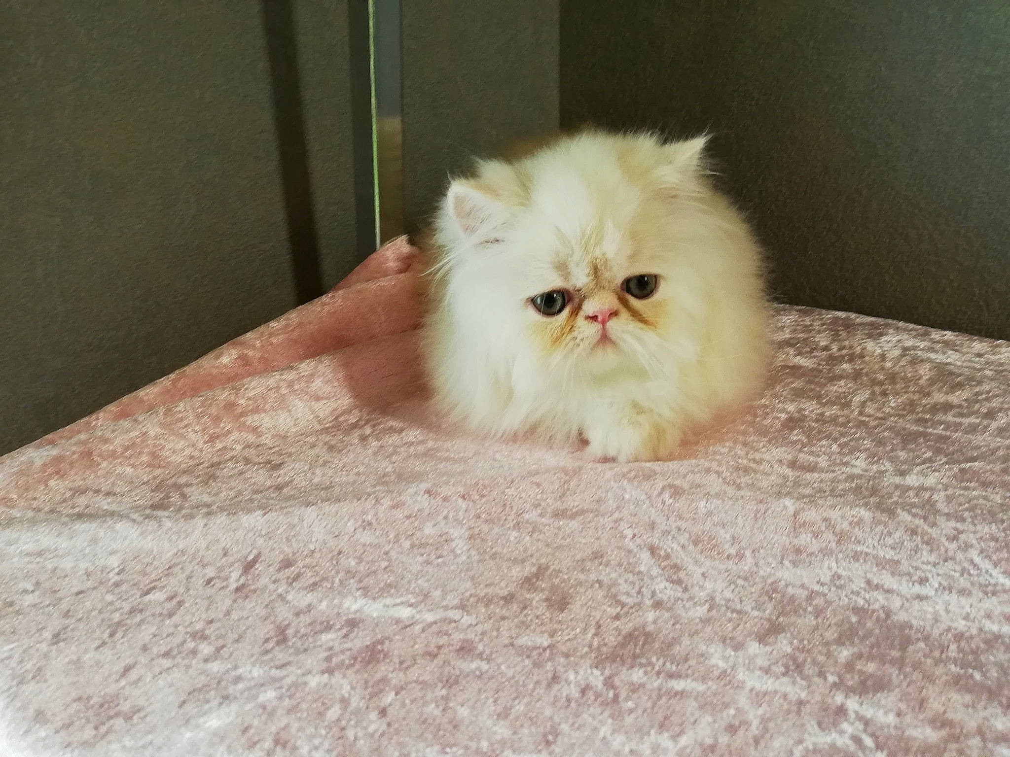 Pacha participe au concours pour gagner de l'argent avec cette photo : asian_semi_longhair, british_longhair, british_semi_longhair, carnivore, cat, domestic_long_haired_cat, eye, fawn, felidae, fur, himalayan, kitten, mammal, napoleon_cat, persian, plant, skin, small_to_medium_sized_cats, tail, whiskers