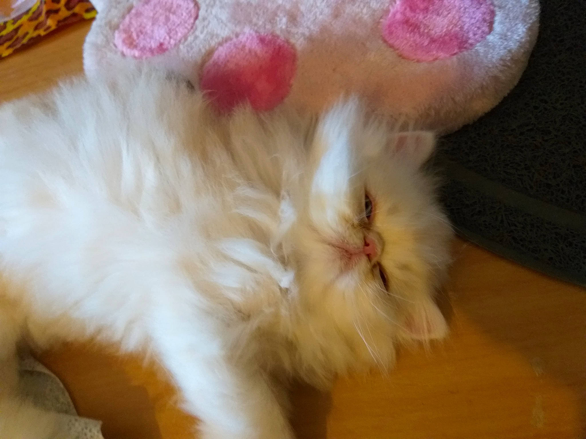 Pacha participe au concours pour gagner de l'argent avec cette photo : carnivore, cat, domestic_long_haired_cat, ear, fawn, felidae, fur, paw, persian, ragdoll, small_to_medium_sized_cats, tail, whiskers