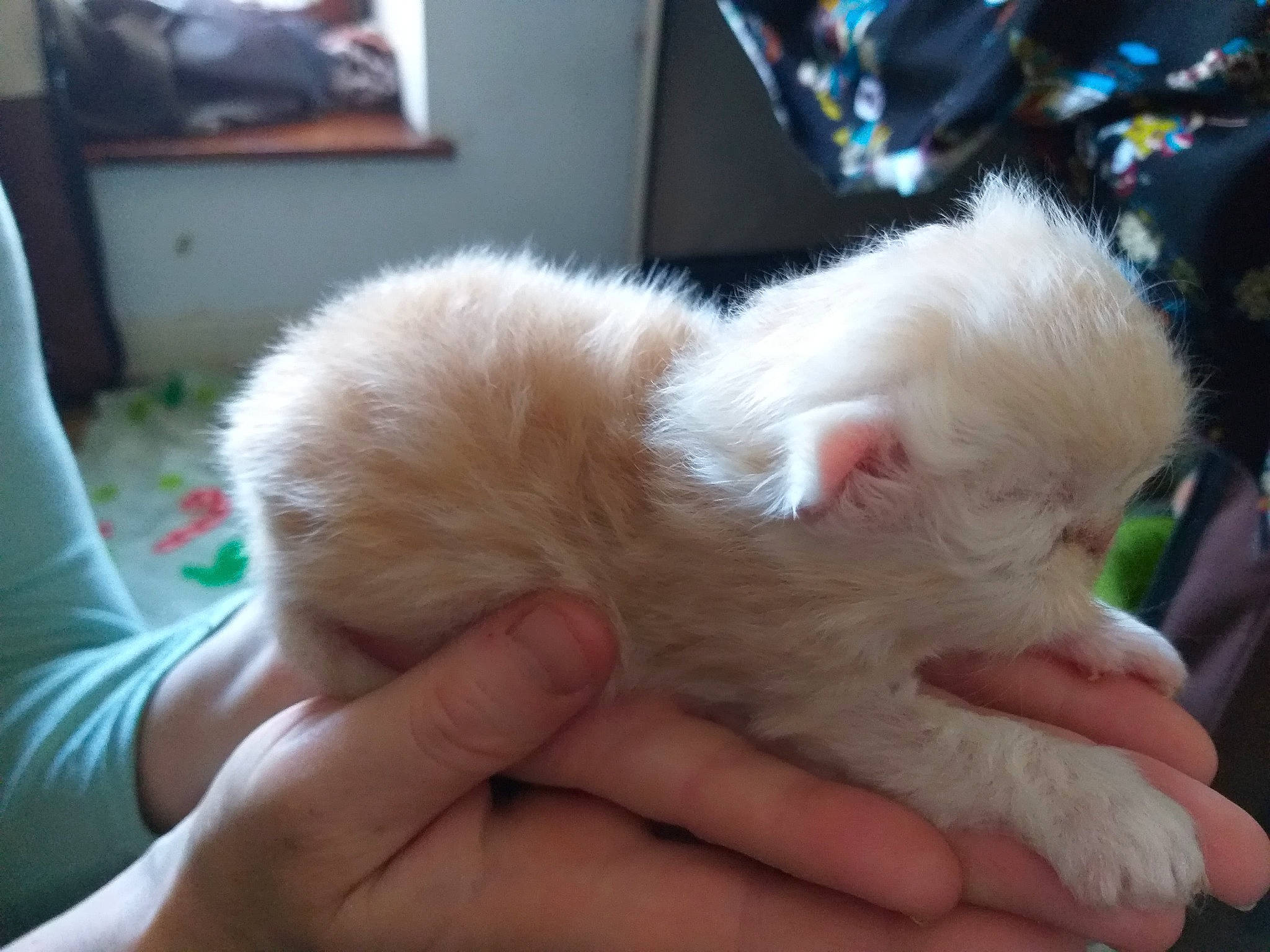 Pacha a rejoint le concours — aidez-le/la à gagner de superbes lots ! baby, canidae, carnivore, cat, child, claw, ear, fawn, felidae, fur, hand, kitten, persian, ragdoll, skin, small_to_medium_sized_cats, turkish_angora, turkish_van, whiskers