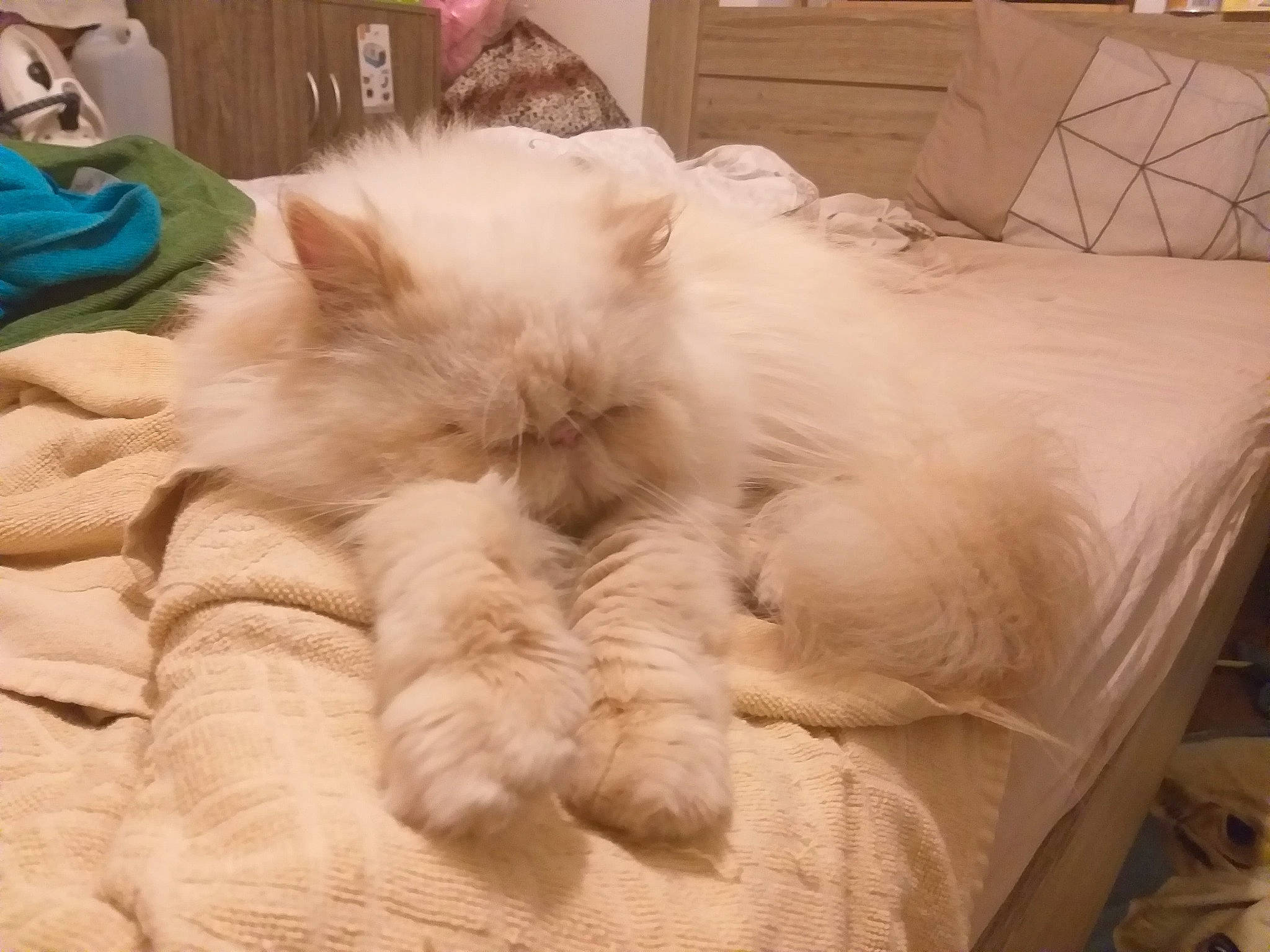 Winchester a rejoint le concours — aidez-le/la à gagner de superbes lots ! british_longhair, british_semi_longhair, carnivore, cat, domestic_long_haired_cat, ear, fawn, felidae, fur, furniture, himalayan, kitten, nap, persian, ragamuffin, ragdoll, sleep, small_to_medium_sized_cats, whiskers