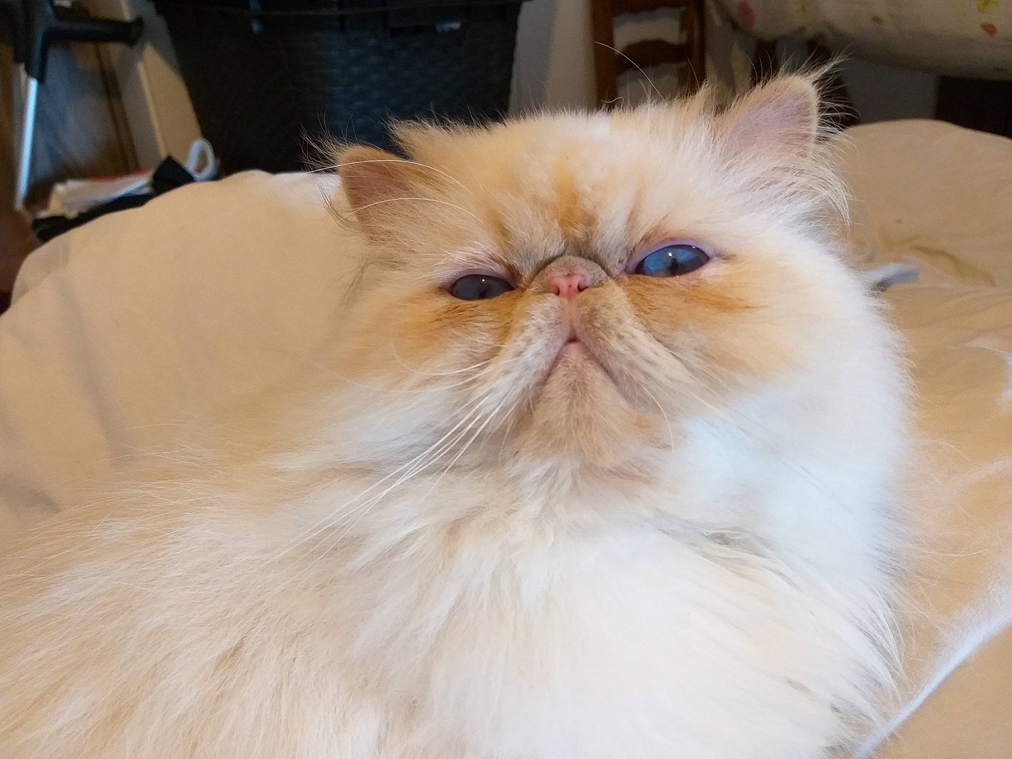 Winchester participe au concours pour gagner de l'argent avec cette photo : asian_semi_longhair, carnivore, cat, close_up, domestic_long_haired_cat, eye, fawn, felidae, fur, himalayan, iris, mammal, nose, persian, plant, skin, small_to_medium_sized_cats, snout, vertebrate, whiskers