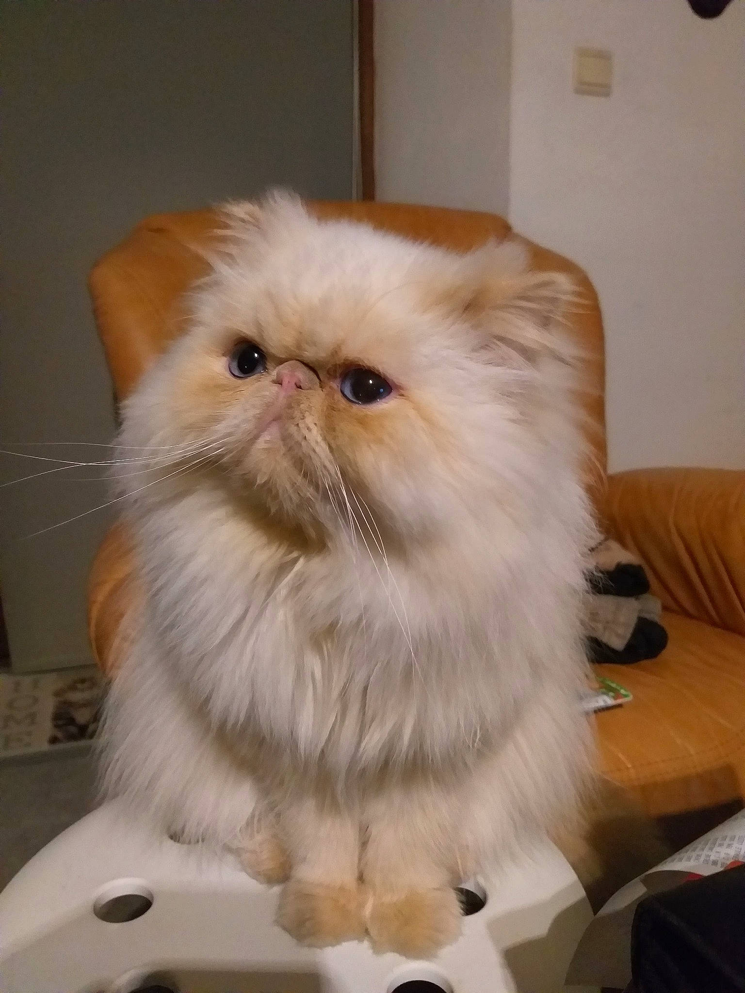 Winchester a rejoint le concours — aidez-le/la à gagner de superbes lots ! asian_semi_longhair, british_longhair, british_semi_longhair, carnivore, cat, domestic_long_haired_cat, eye, fawn, felidae, fur, himalayan, kitten, mammal, napoleon_cat, persian, small_to_medium_sized_cats, whiskers