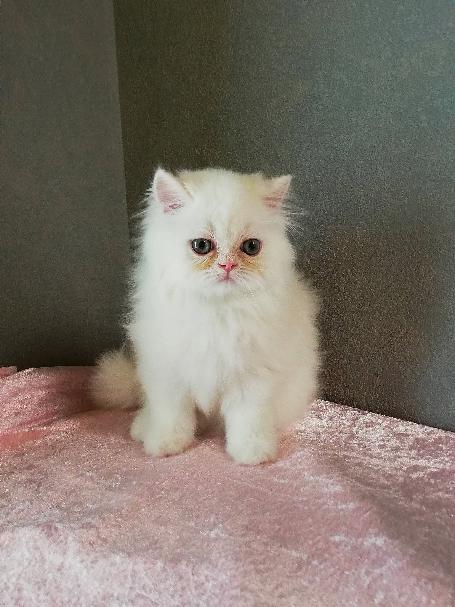 Paco a rejoint le concours — aidez-le/la à gagner de superbes lots ! asian_semi_longhair, british_semi_longhair, carnivore, cat, cymric, domestic_long_haired_cat, eye, fawn, felidae, kitten, mammal, napoleon_cat, norwegian_forest_cat, persian, ragdoll, skin, small_to_medium_sized_cats, turkish_angora, vertebrate, whiskers