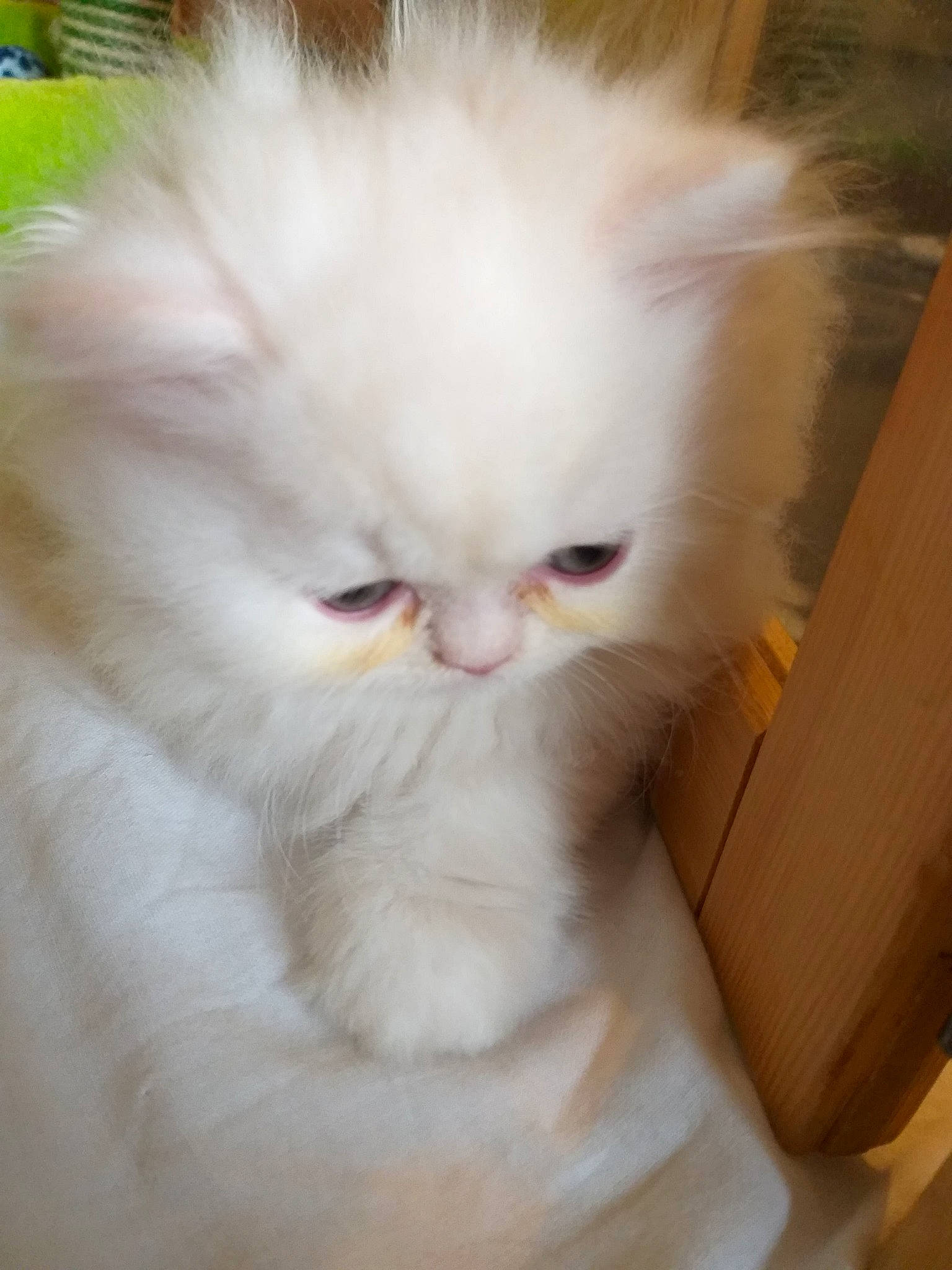 Paco participe au concours pour gagner de l'argent avec cette photo : asian_semi_longhair, british_longhair, british_semi_longhair, carnivore, cat, domestic_long_haired_cat, eye, fawn, felidae, fur, kitten, mammal, napoleon_cat, persian, plant, skin, small_to_medium_sized_cats, turkish_angora, vertebrate, whiskers