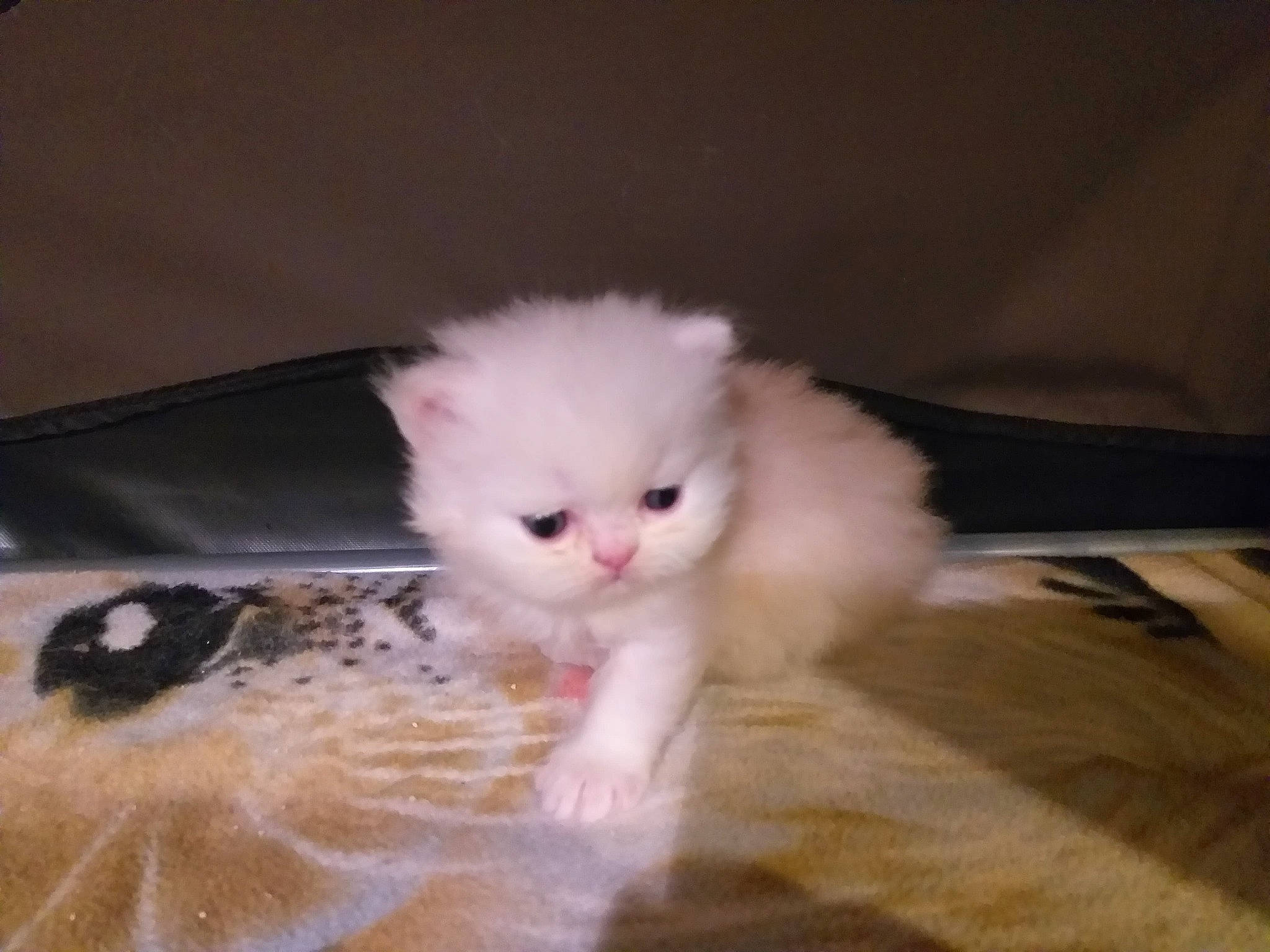 Paco a rejoint le concours — aidez-le/la à gagner de superbes lots ! american_curl, carnivore, cat, domestic_long_haired_cat, ear, eye, felidae, fur, iris, kitten, mammal, napoleon_cat, persian, ragdoll, skin, small_to_medium_sized_cats, turkish_angora, turkish_van, vertebrate, whiskers