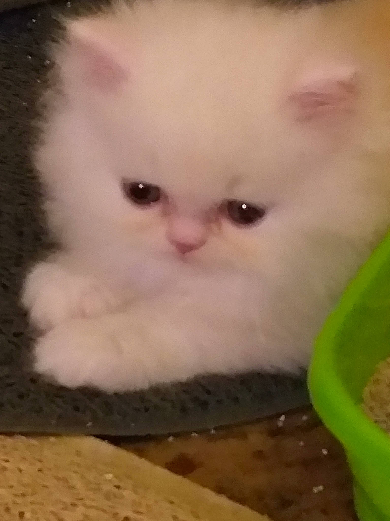 Paco a rejoint le concours — aidez-le/la à gagner de superbes lots ! asian_semi_longhair, british_longhair, british_semi_longhair, carnivore, cat, domestic_long_haired_cat, eye, felidae, fur, kitten, mammal, napoleon_cat, nose, persian, ragdoll, skin, small_to_medium_sized_cats, snout, vertebrate, whiskers