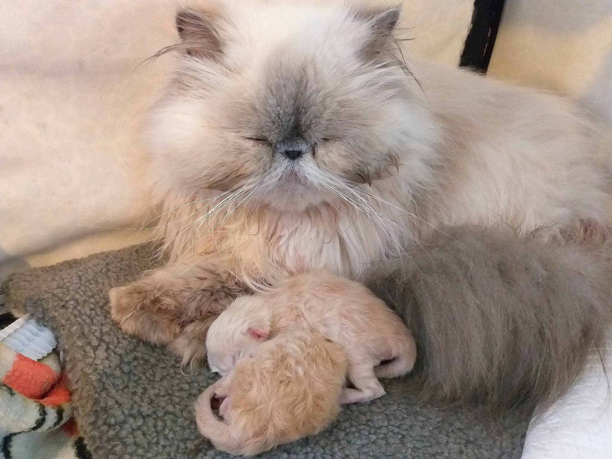 Milady participe au concours pour gagner de l'argent avec cette photo : birman, british_longhair, carnivore, cat, domestic_long_haired_cat, ear, eye, fawn, felidae, fur, himalayan, kitten, mammal, persian, rabbit, rabbits_and_hares, ragdoll, small_to_medium_sized_cats, whiskers
