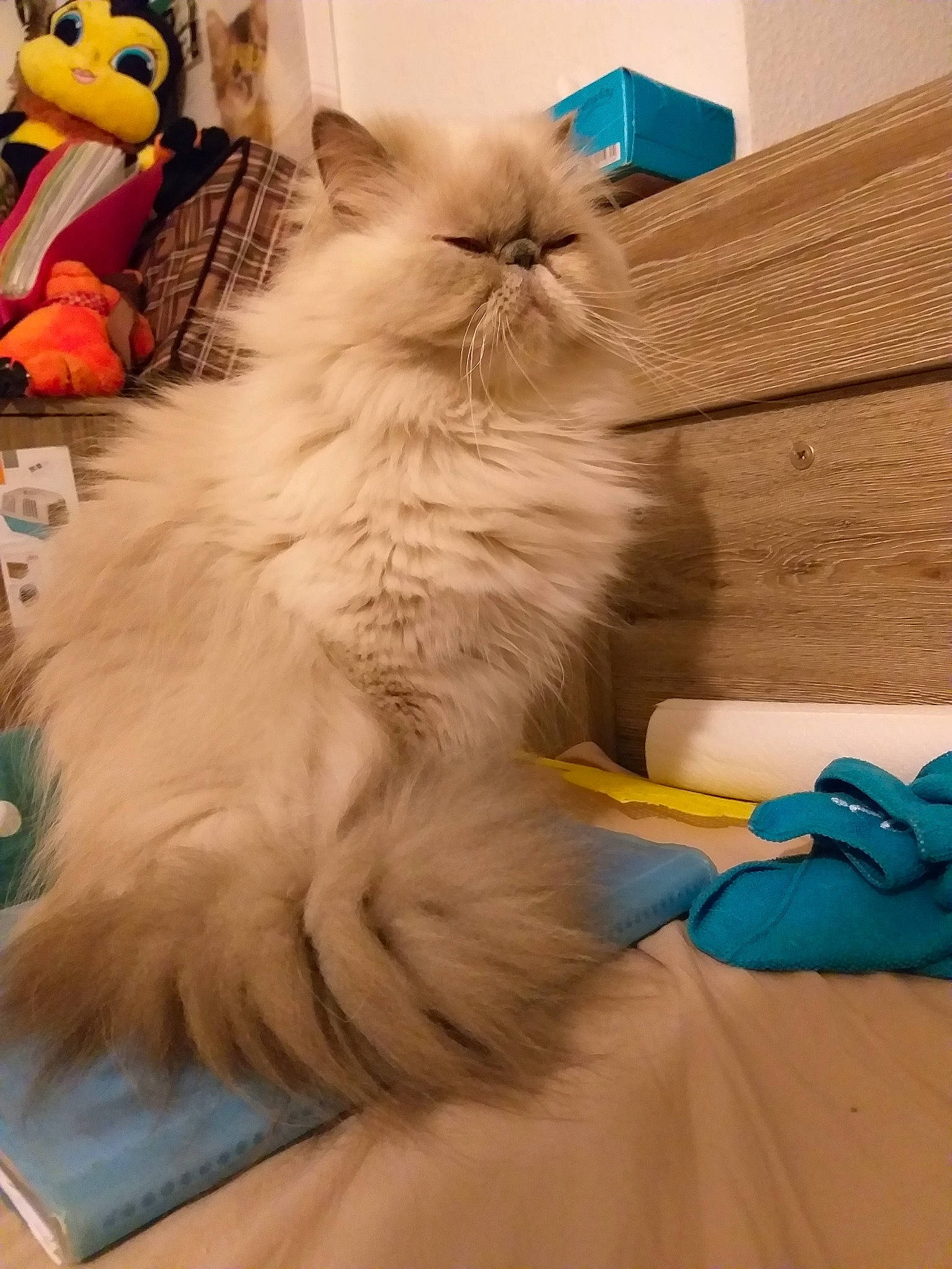 Milady a rejoint le concours — aidez-le/la à gagner de superbes lots ! asian_semi_longhair, british_longhair, british_semi_longhair, carnivore, cat, domestic_long_haired_cat, fawn, felidae, fur, himalayan, kitten, mammal, napoleon_cat, norwegian_forest_cat, persian, ragamuffin, ragdoll, siberian, small_to_medium_sized_cats, whiskers