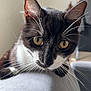 Nala participe au concours pour gagner de l'argent avec cette photo : cat, tuxedo_cat, close_up, whiskers, yellow_eyes, indoor, curious, soft_light, gray_surface, pet, animal, feline, portrait, domestic_cat, fur, ears, nose, closeup, looking, background_blur