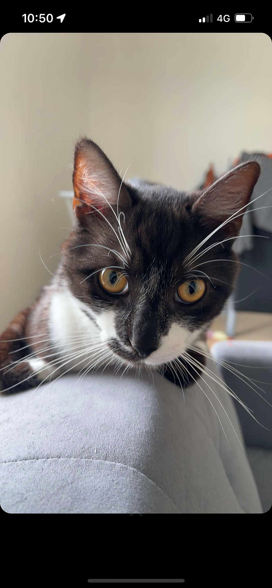 Nala