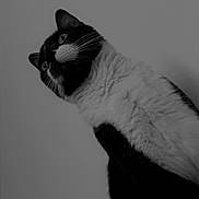 Nala a rejoint le concours — aidez-le/la à gagner de superbes lots ! cat, tuxedo_cat, black_and_white, fur, whiskers, pet, animal, portrait, curious, looking_up, fluffy, indoor, feline, close_up, mammal, domestic_cat, cute, alert, studio_style, monochrome