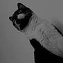 cat, tuxedo_cat, black_and_white, fur, whiskers, pet, animal, portrait, curious, looking_up, fluffy, indoor, feline, close_up, mammal, domestic_cat, cute, alert, studio_style, monochrome