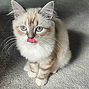 Mia a rejoint le concours — aidez-le/la à gagner de superbes lots ! kitten, cat, blue_eyes, fluffy, fur, whiskers, tongue_out, carpet, indoor, pet, cute, small, young, animal, mammal, tabby, striped, paws, sitting, adorable