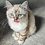 kitten, cat, blue_eyes, fluffy, fur, whiskers, tongue_out, carpet, indoor, pet, cute, small, young, animal, mammal, tabby, striped, paws, sitting, adorable