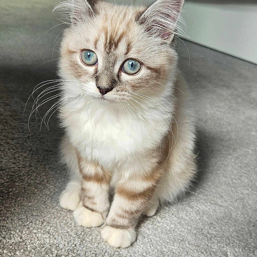 Mia participe au concours pour gagner de l'argent avec cette photo : background, blue_eyes, carpet, cat, closeup, clothing, curious, cute, domestic_cat, feline, floor, fluffy, fur, indoor, kitten, pet, sitting, soft_light, whiskers, young_animal