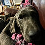 Ace joined the competition — help win amazing prizes! blanket, boot, closeup, companion, couch, cozy, dog, domestic, footwear, furniture, gray, indoor, knitted, leather, living_room, nap, pet, pink, relaxed, snuggling