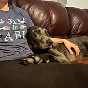 Ace joined the competition — help win amazing prizes! animal, black, brown, casual, clothing, comfort, companionship, couch, dog, friendship, furniture, hand, home, indoor, lap, leather, person, pet, relaxation, resting