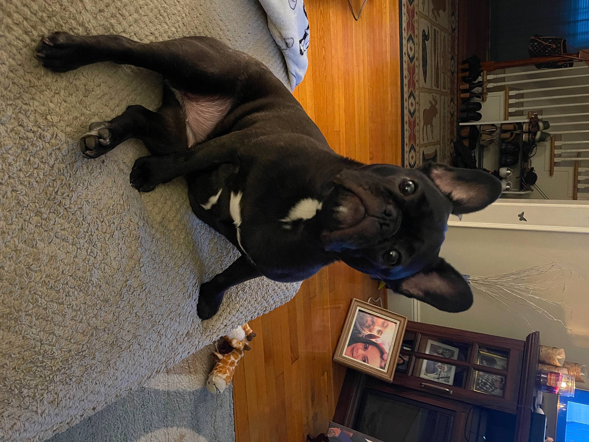 Bella is registered to the contest to win money with this photo: art, bookcase, canidae, carnivore, companion_dog, dog, dog_breed, fawn, fur, guard_dog, non_sporting_group, picture_frame, sculpture, shelf, snout, sporting_group, tail, terrestrial_animal, wood, working_animal