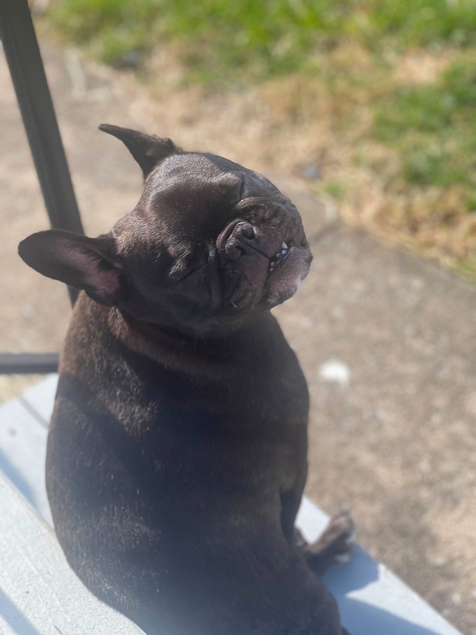 Bella is registered to the contest to win money with this photo: art, beak, bird, eye, fawn, marine_mammal, plant, sculpture, seal, snout, terrestrial_animal, whiskers, wildlife