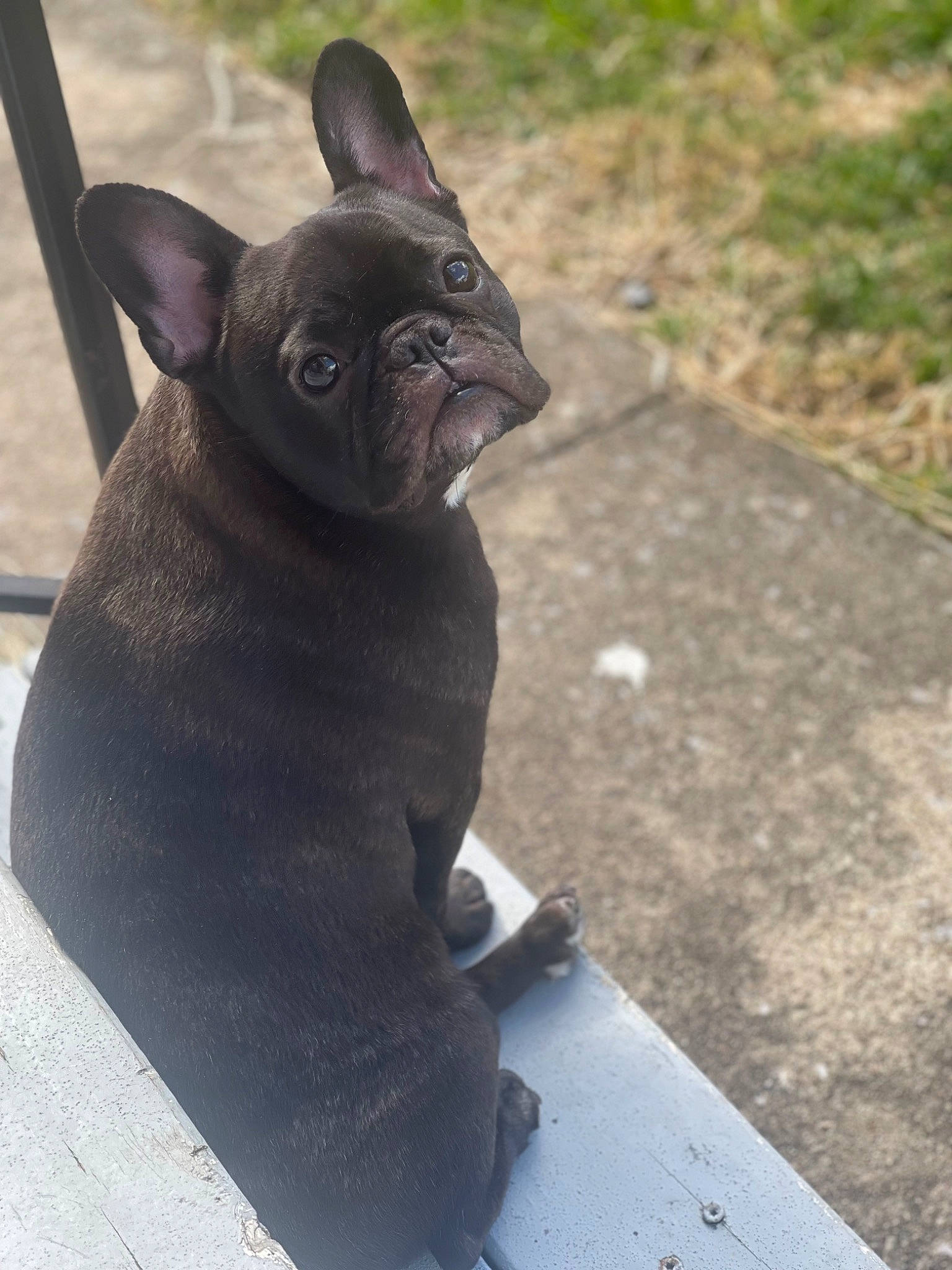 Bella joined the competition — help win amazing prizes! canidae, carmine, carnivore, collar, companion_dog, dog, dog_breed, fawn, felidae, grass, grey, non_sporting_group, road_surface, sculpture, small_to_medium_sized_cats, snout, terrestrial_animal, toy_dog, whiskers, working_animal