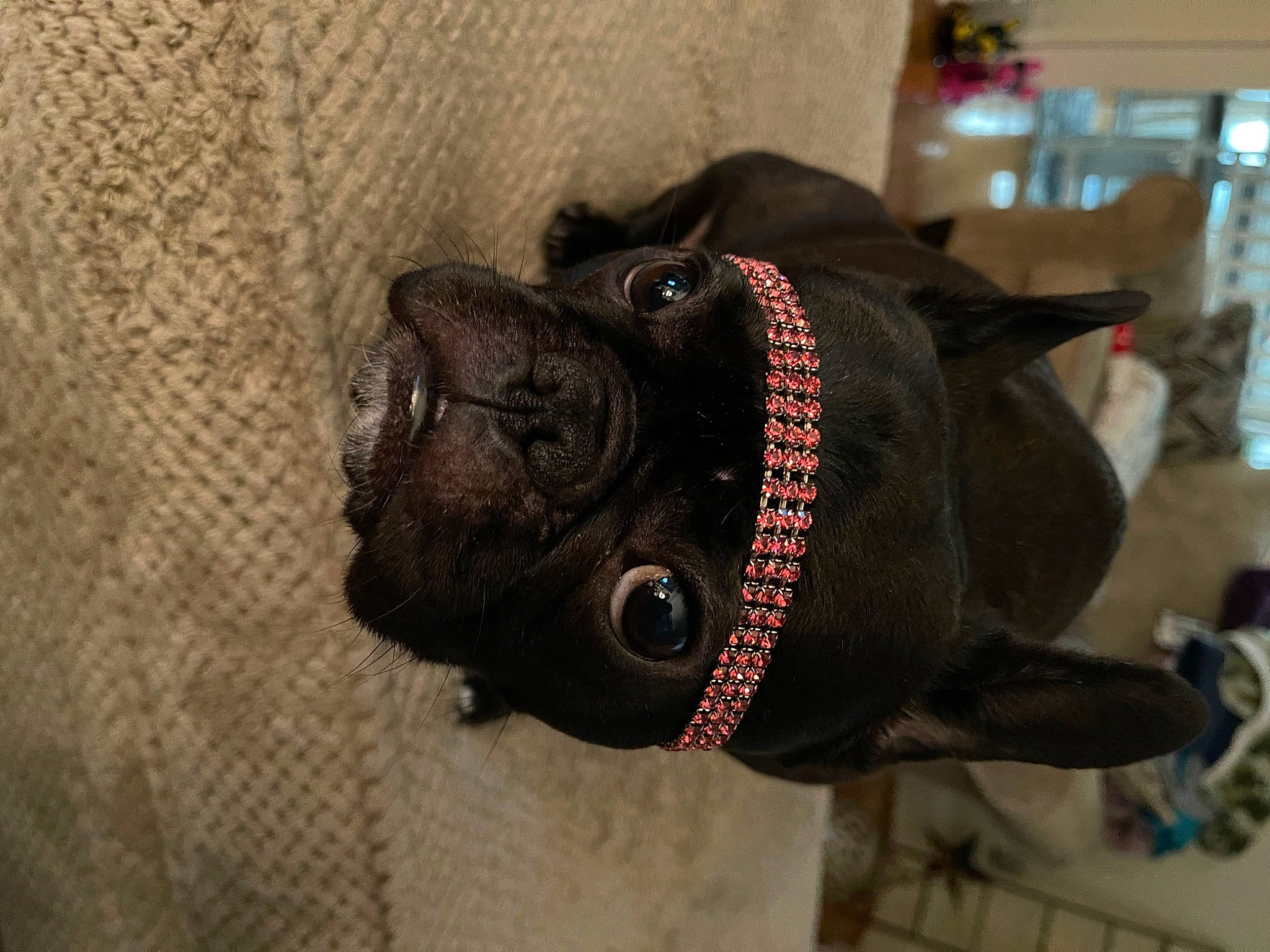 Bella is registered to the contest to win money with this photo: carnivore, collar, companion_dog, dog, dog_breed, dog_collar, ear, eyewear, fawn, leash, liver, personal_protective_equipment, pet_supply, pug, snout, sporting_group, terrestrial_animal, window, working_animal, wrinkle