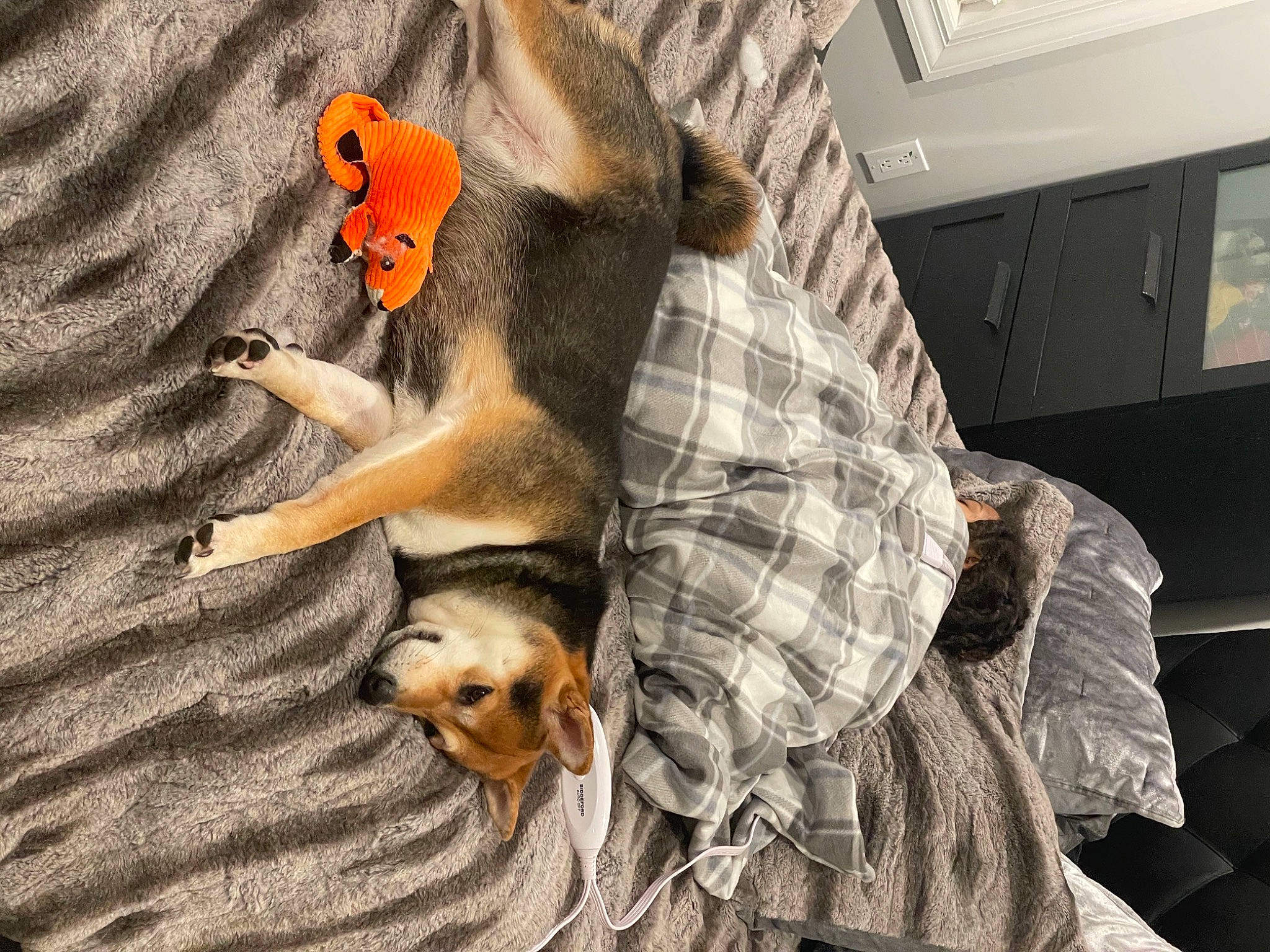 Teddy is registered to the contest to win money with this photo: canidae, carnivore, comfort, companion_dog, couch, dog, dog_breed, fawn, felidae, flooring, fur, grey, linens, paw, picture_frame, snout, sporting_group, tail, whiskers, wood