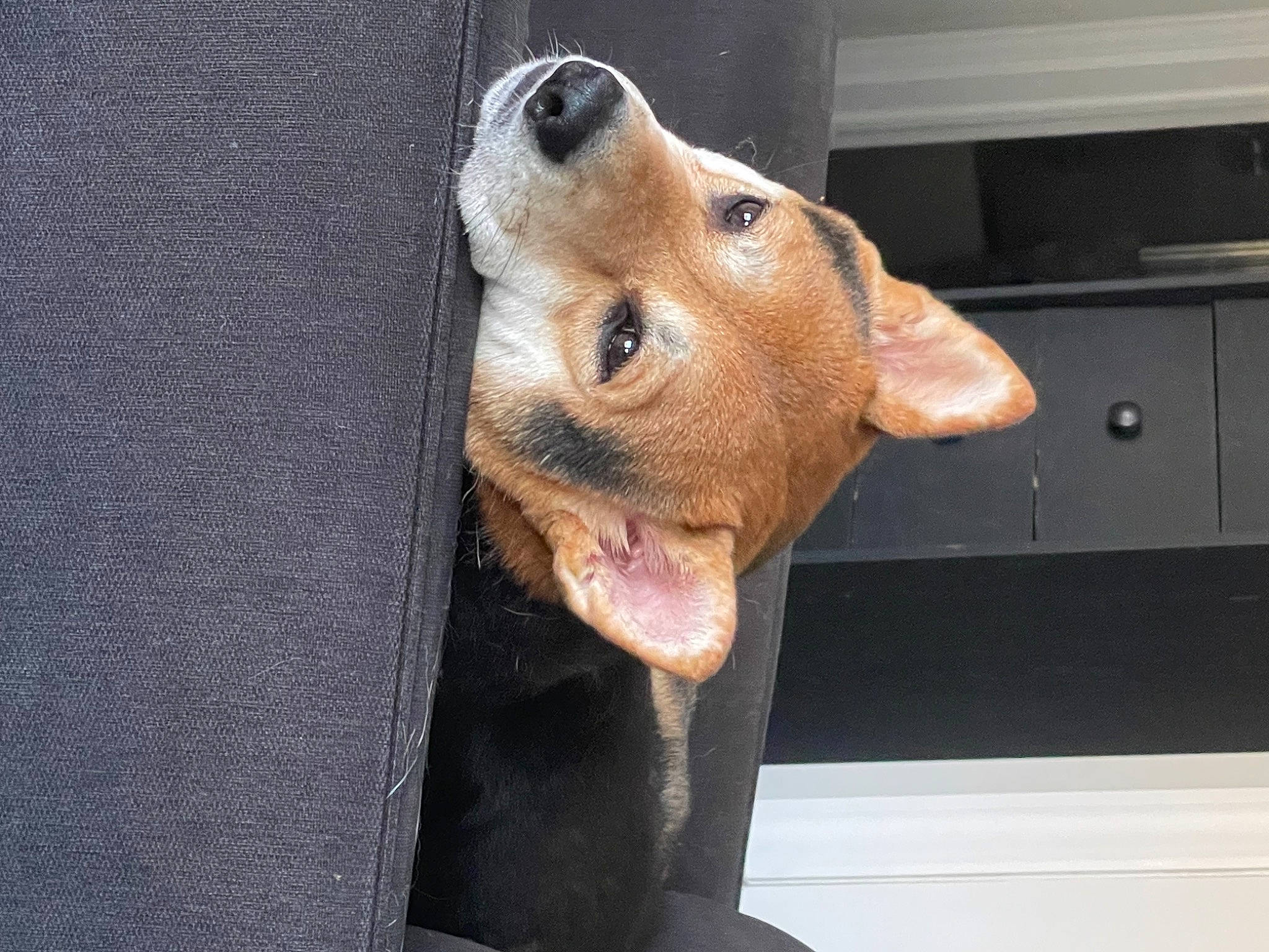 Teddy joined the competition — help win amazing prizes! canidae, carnivore, companion_dog, dog, dog_breed, ear, fawn, fur, hunting_dog, jaw, liver, pet_supply, snout, sporting_group, whiskers, wood, working_animal, wrinkle