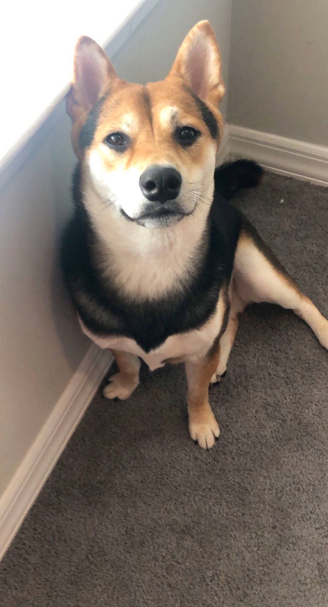 Teddy is registered to the contest to win money with this photo: ancient_dog_breeds, canidae, carnivore, companion_dog, dog, dog_breed, fawn, flooring, fur, herding_dog, non_sporting_group, snout, sporting_group, tail, terrestrial_animal, whiskers, working_animal, working_dog