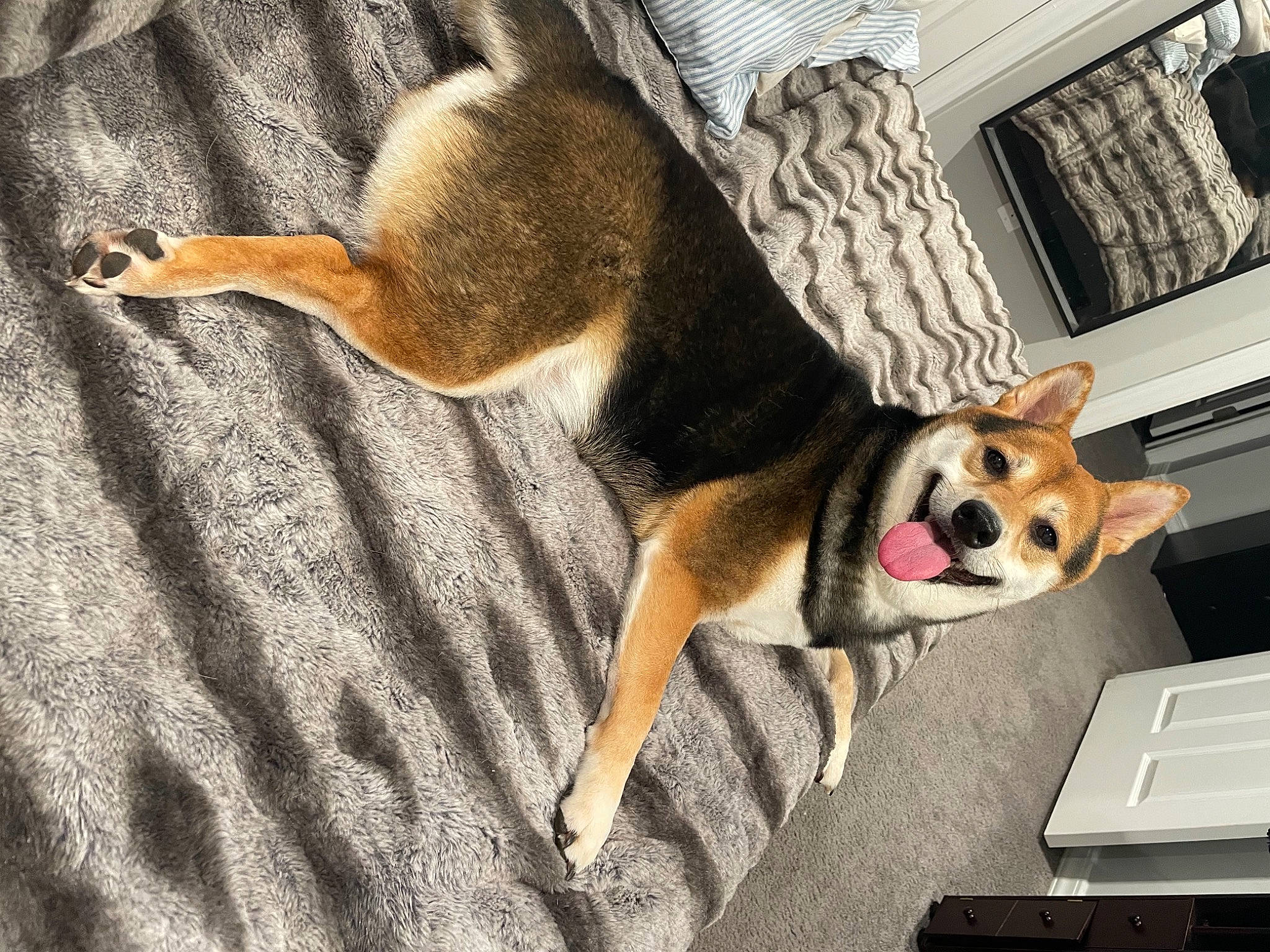 Teddy joined the competition — help win amazing prizes! art, canidae, carnivore, companion_dog, computer, dog, dog_breed, dog_supply, fawn, flooring, laptop, netbook, paw, personal_computer, pet_supply, snout, sporting_group, tail, window, wood