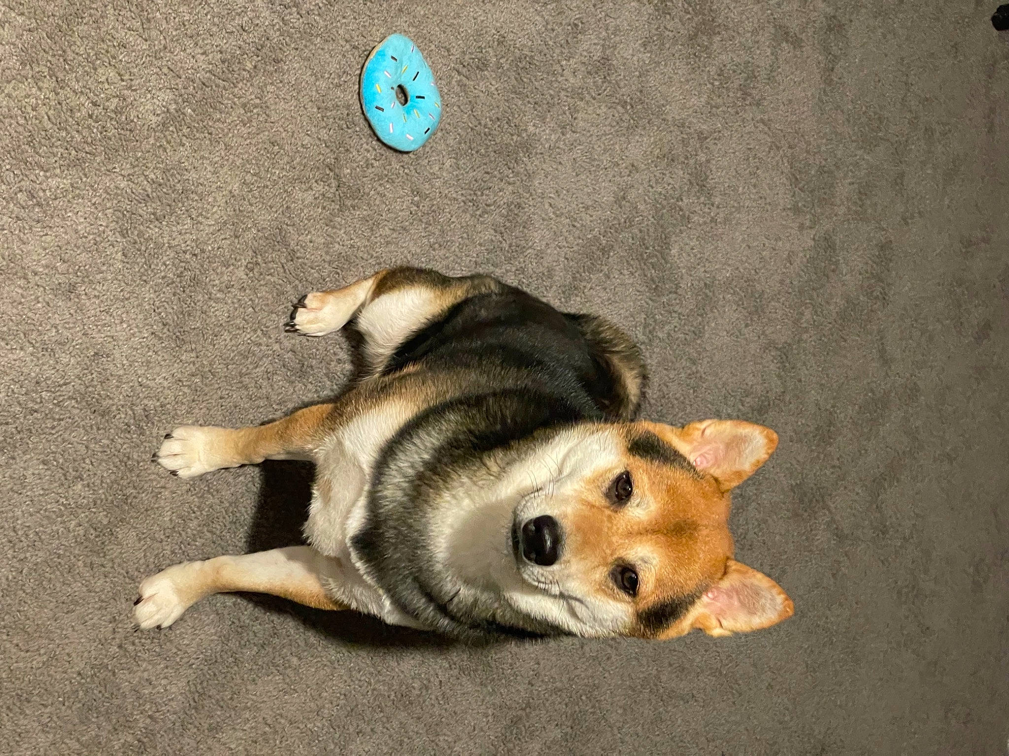 Teddy is registered to the contest to win money with this photo: ancient_dog_breeds, canidae, canis, carnivore, clock, companion_dog, dog, dog_breed, dog_supply, fawn, flooring, fur, herding_dog, paw, snout, sporting_group, tail, terrestrial_animal, watch, working_dog