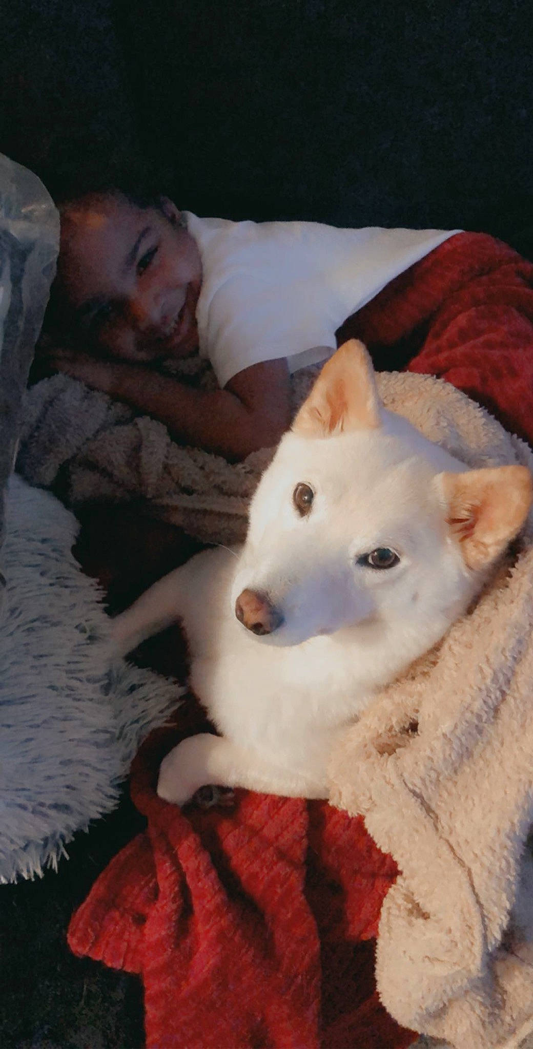 Bonnie joined the competition — help win amazing prizes! art, canis, carnivore, comfort, companion_dog, dog, dog_breed, fawn, felidae, fur, linens, mammal, small_to_medium_sized_cats, spitz, tail, terrestrial_animal, textile, whiskers, white, working_animal