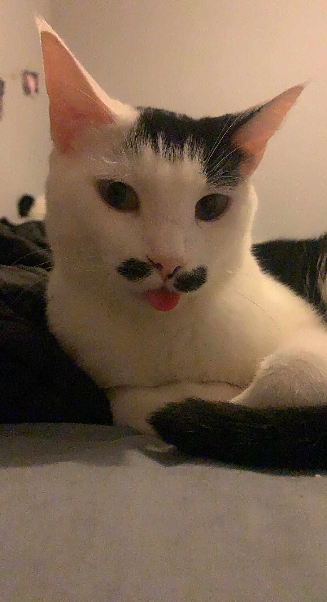 Moustache participe au concours pour gagner de l'argent avec cette photo : carmine, carnivore, cat, cat_supply, comfort, domestic_short_haired_cat, ear, eye, eyebrow, fawn, felidae, fur, head, iris, nose, paw, small_to_medium_sized_cats, snout, tail, whiskers