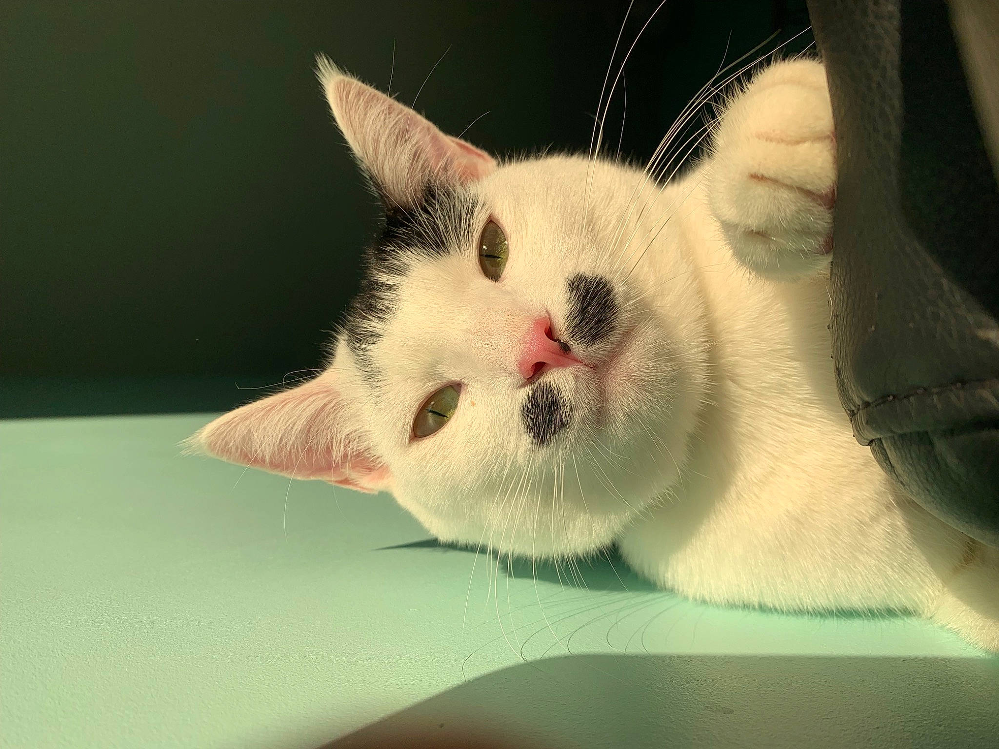 Moustache participe au concours pour gagner de l'argent avec cette photo : carnivore, cat, domestic_short_haired_cat, fawn, felidae, fur, paw, small_to_medium_sized_cats, snout, tail, whiskers