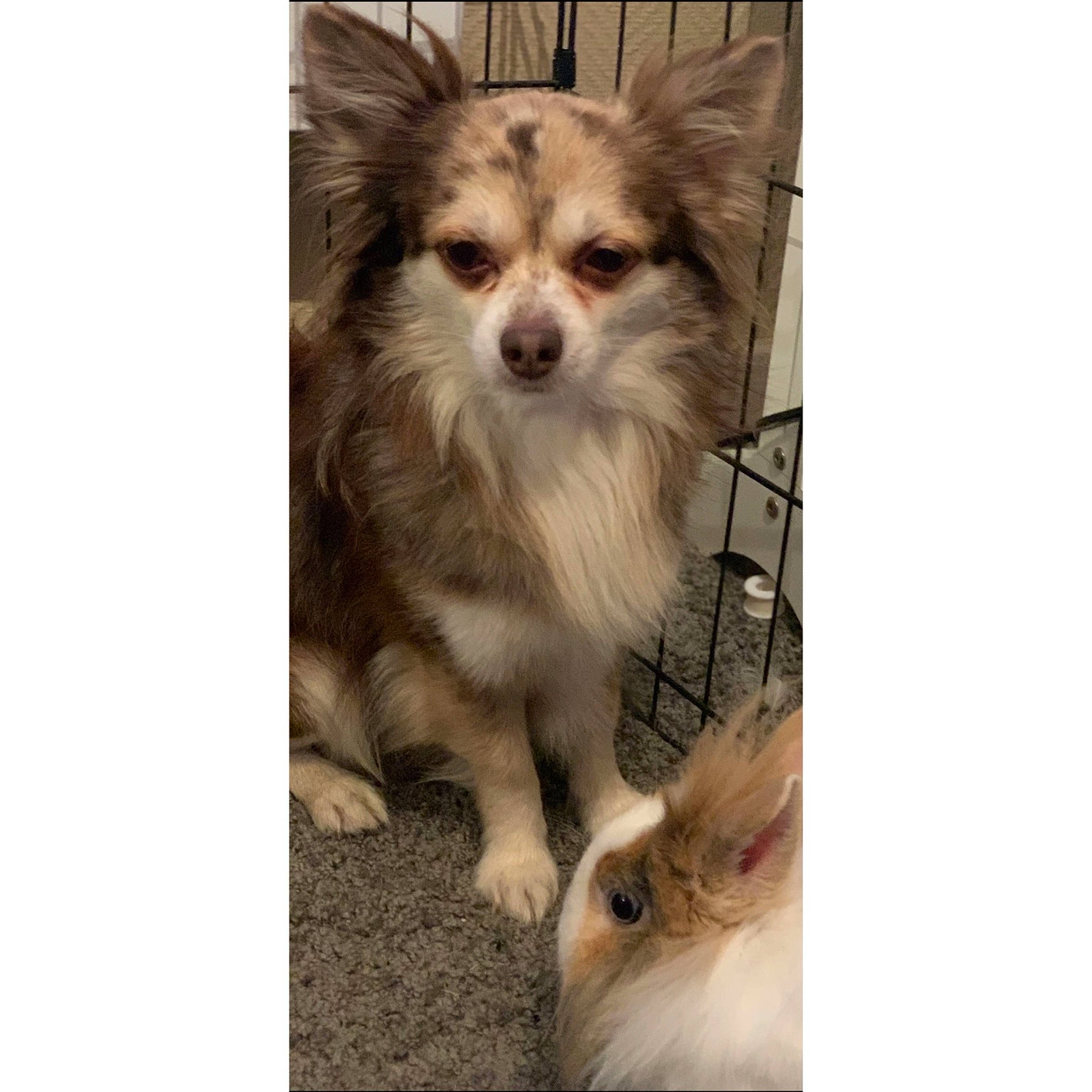 Iris participe au concours pour gagner de l'argent avec cette photo : canidae, carnivore, companion_dog, dog, dog_breed, mammal, papillon, pomeranian, puppy, toy_dog