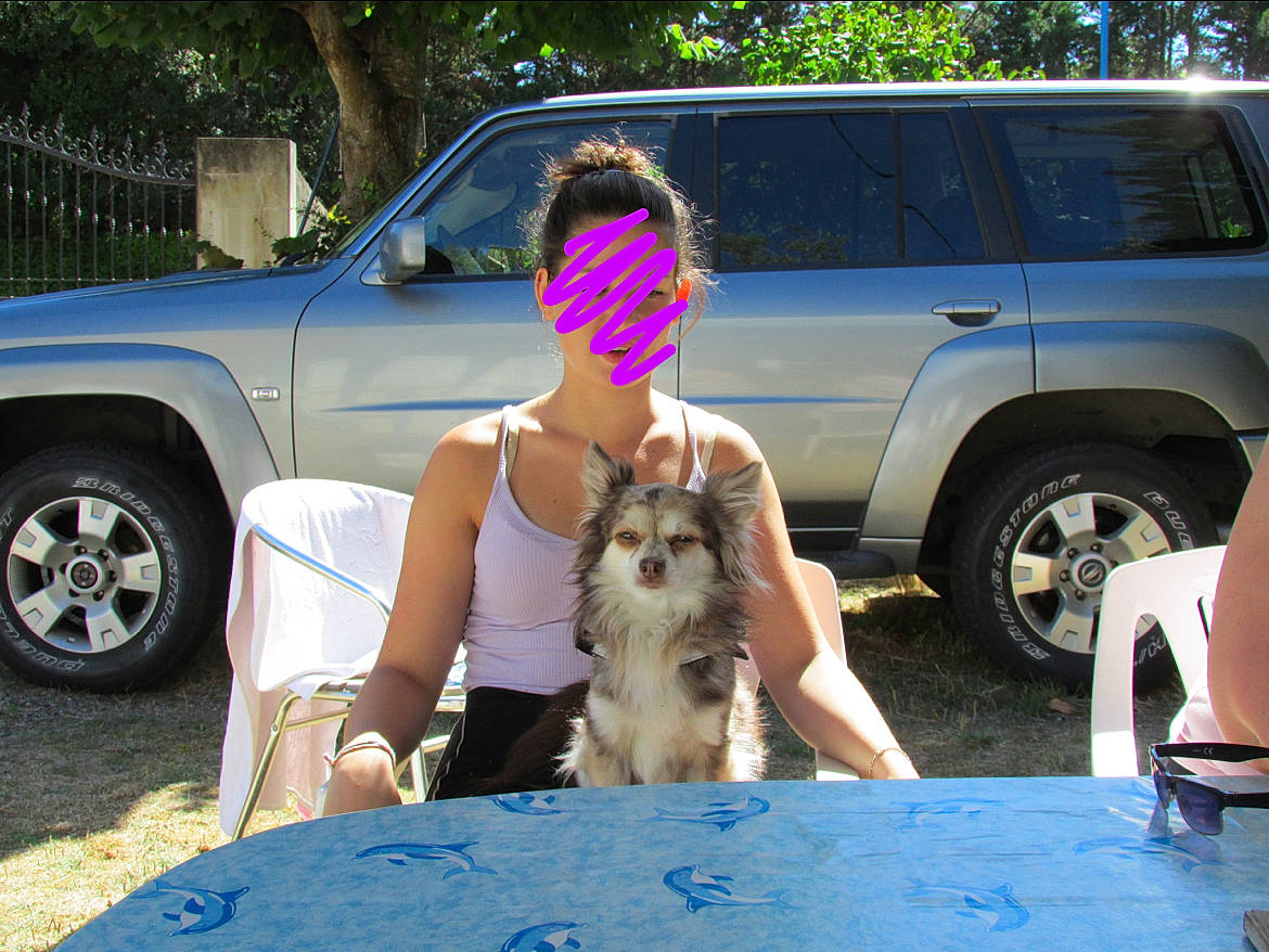 Iris a rejoint le concours — aidez-le/la à gagner de superbes lots ! australian_shepherd, canidae, car, carnivore, dog, fawn, fun, shorts, sport_utility_vehicle, sporting_group, summer, vacation, vehicle