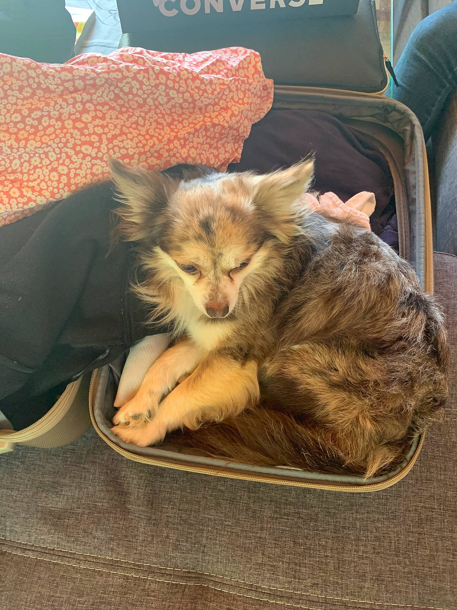 Iris a rejoint le concours — aidez-le/la à gagner de superbes lots ! canidae, carnivore, cat, companion_dog, dog, dog_breed, fawn, felidae, mammal, puppy, sporting_group