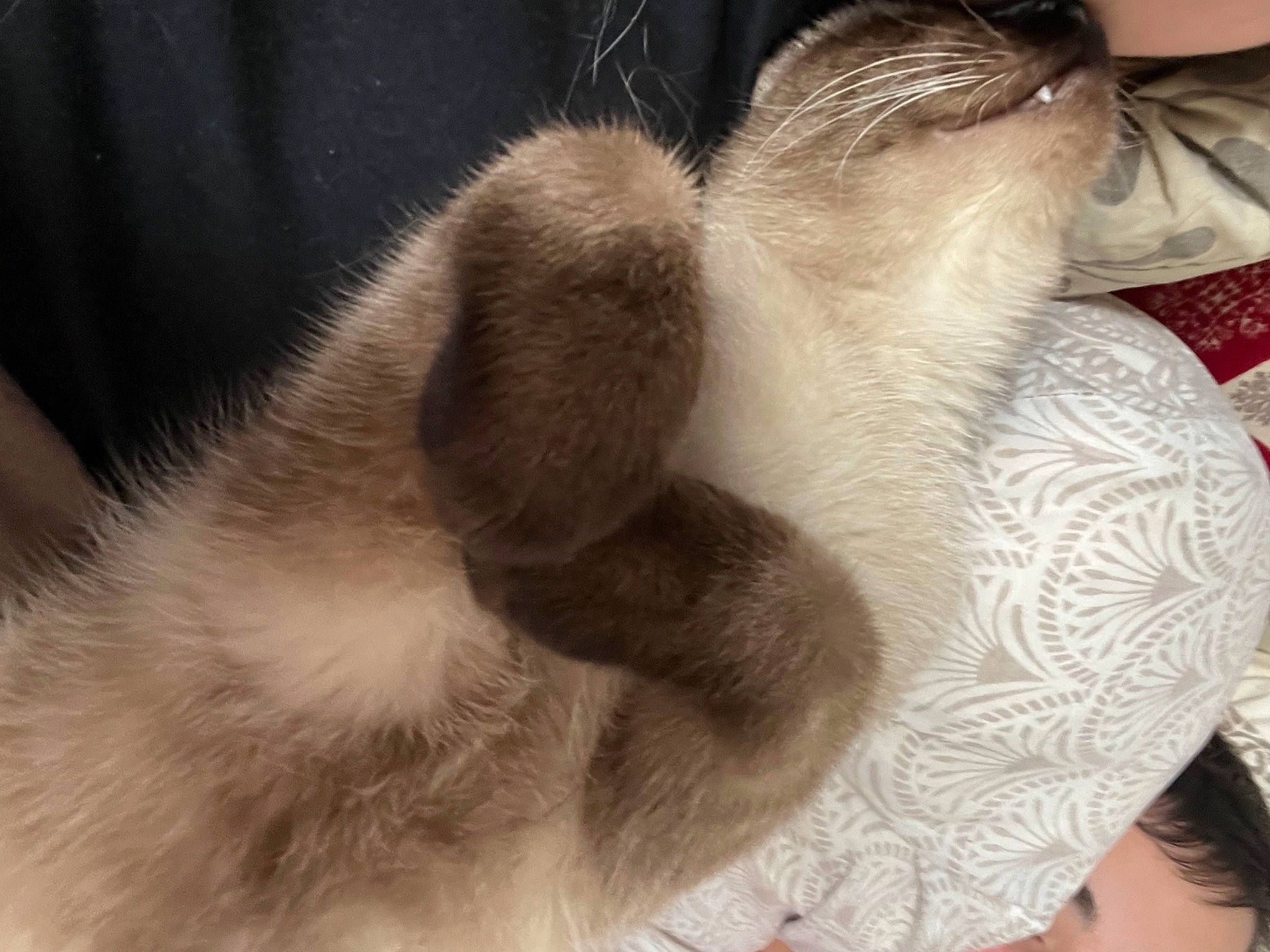 Tina participe au concours pour gagner de l'argent avec cette photo : carnivore, cat, claw, comfort, domestic_short_haired_cat, fawn, felidae, foot, fur, human_leg, nap, paw, siamese, sleep, small_to_medium_sized_cats, snout, tail, terrestrial_animal, whiskers