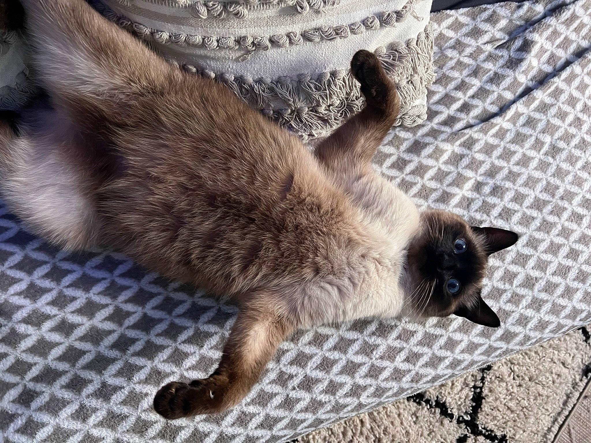 Tina a rejoint le concours — aidez-le/la à gagner de superbes lots ! carnivore, cat, claw, comfort, dog_breed, domestic_short_haired_cat, fawn, felidae, flooring, foot, fur, paw, siamese, small_to_medium_sized_cats, snout, tail, terrestrial_animal, thai, whiskers, wildlife