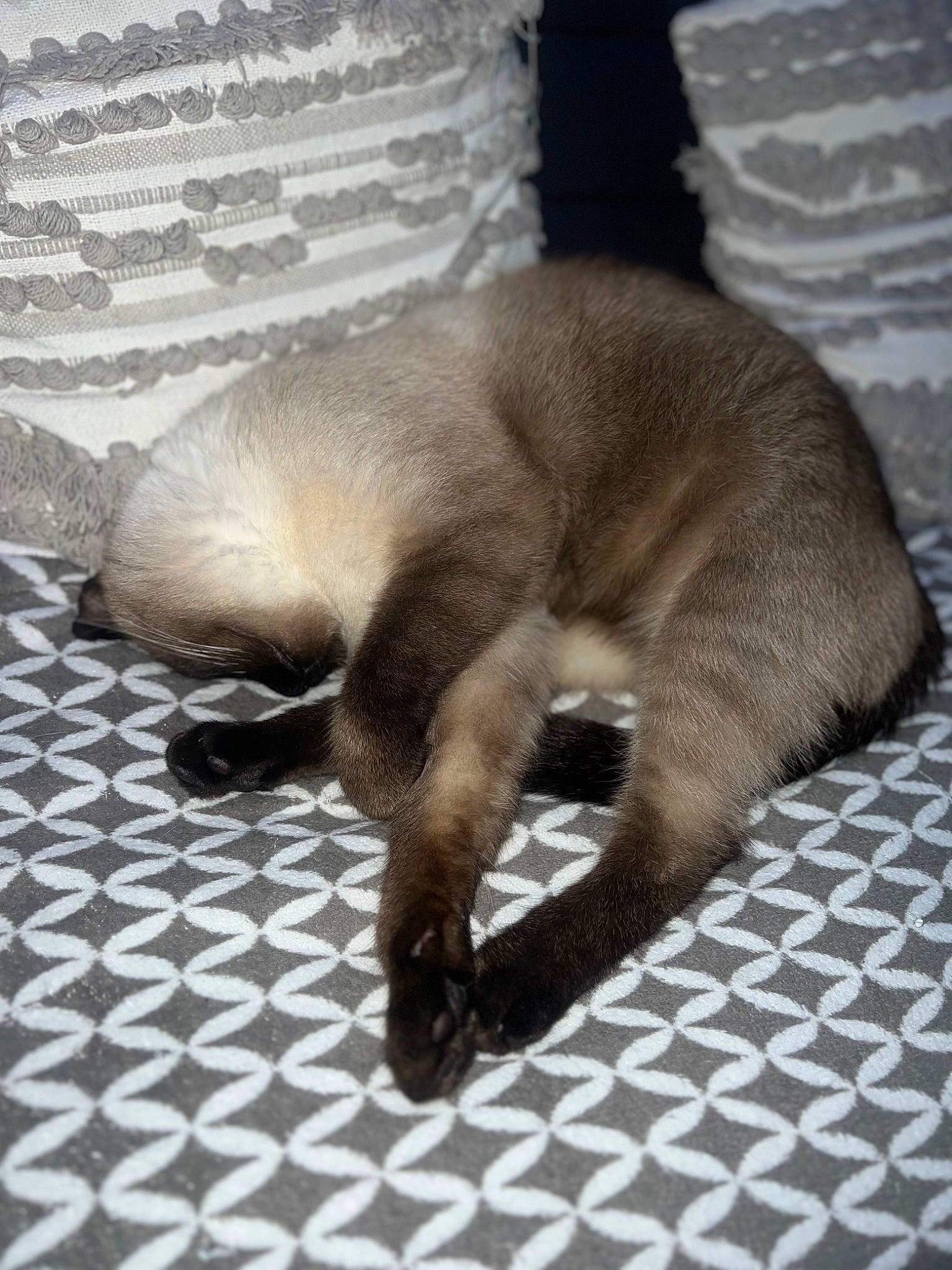 Tina participe au concours pour gagner de l'argent avec cette photo : carnivore, cat, claw, comfort, fawn, felidae, flooring, fur, nap, siamese, small_to_medium_sized_cats, snout, tail, terrestrial_animal, whiskers