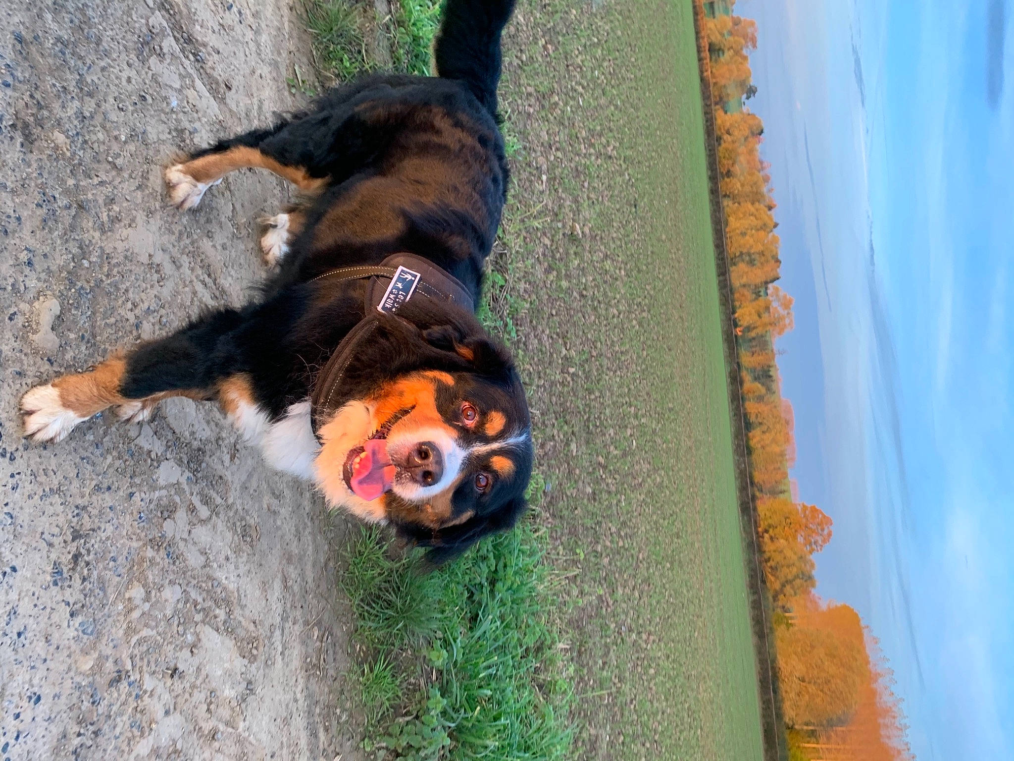 Kara a rejoint le concours — aidez-le/la à gagner de superbes lots ! bernese_mountain_dog, canidae, carnivore, dog, dog_breed, entlebucher_mountain_dog, greater_swiss_mountain_dog, mammal, snout, sporting_group, tail, vertebrate